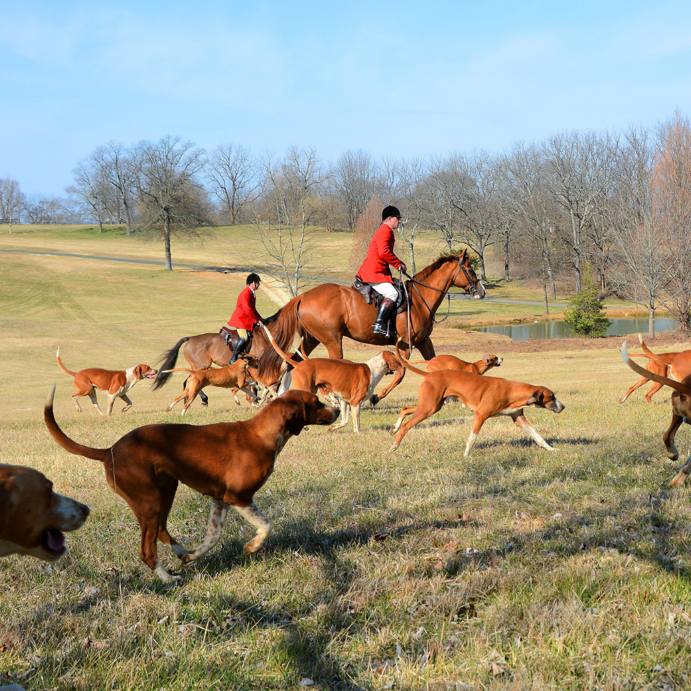 hounds and hunt running in field