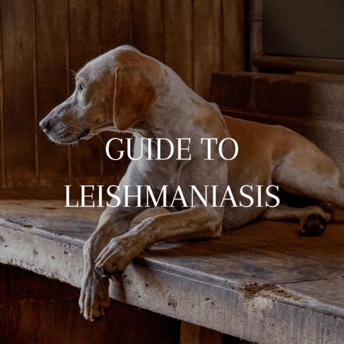 Hound on bench in kennel on mfha-policies-guidelines-guide-to-leishmaniasis publication