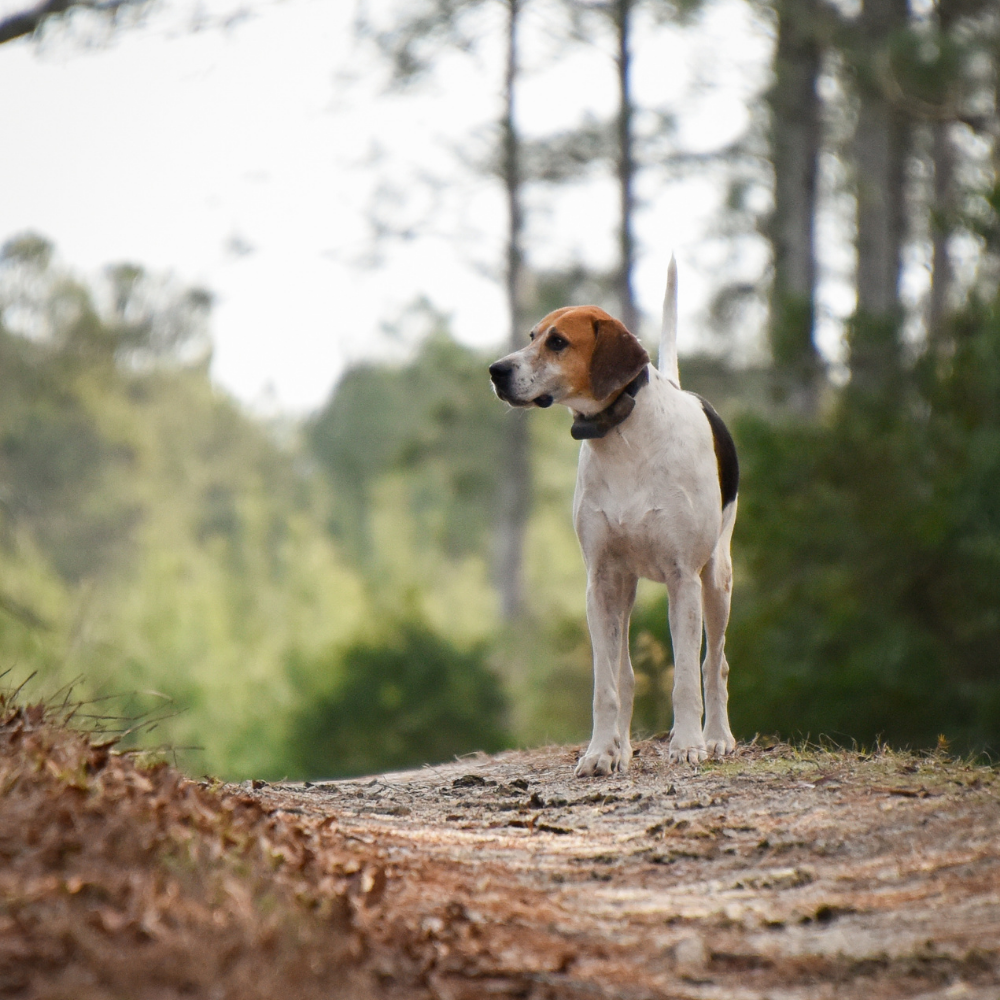 lone hound on trail