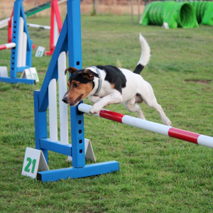 jack russell jumping agility jump