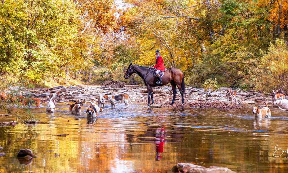 Huntsman standing in creek during autumn hunting with hounds