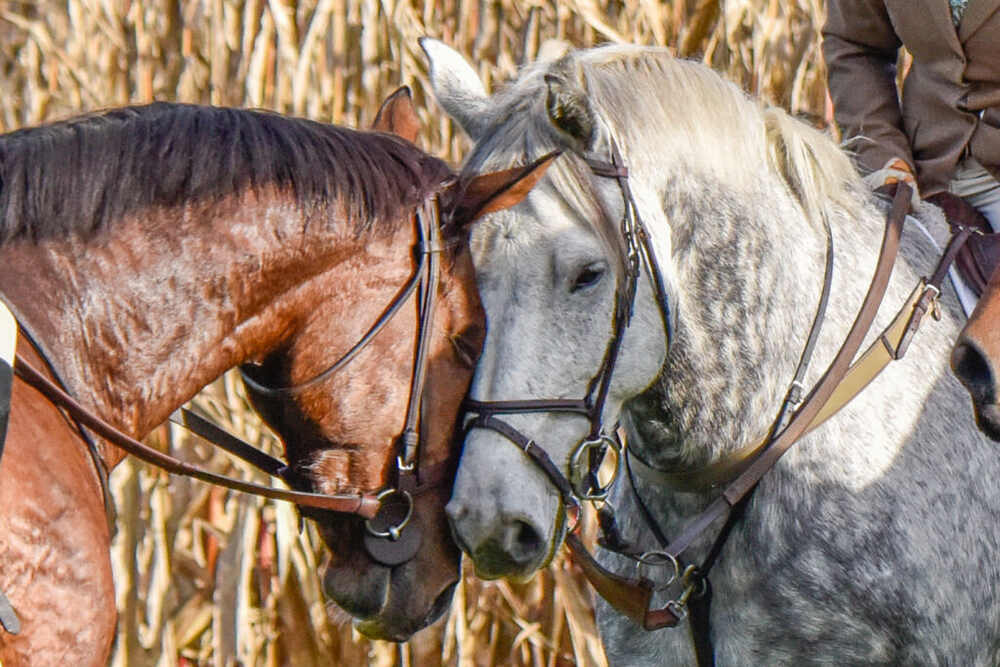 two hunt horses with heads together