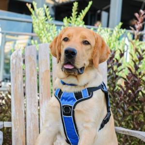 Yellow lab with harness at Dog Daze event