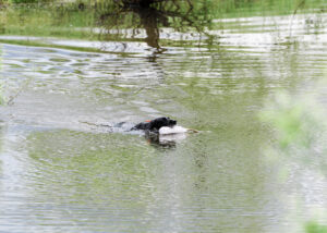 Black lab in water retrieving dummy at Dog Daze event