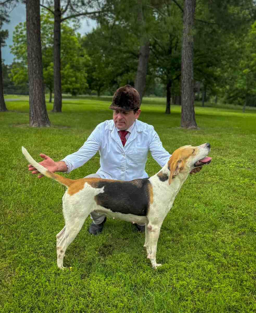 Hound with handler on grass