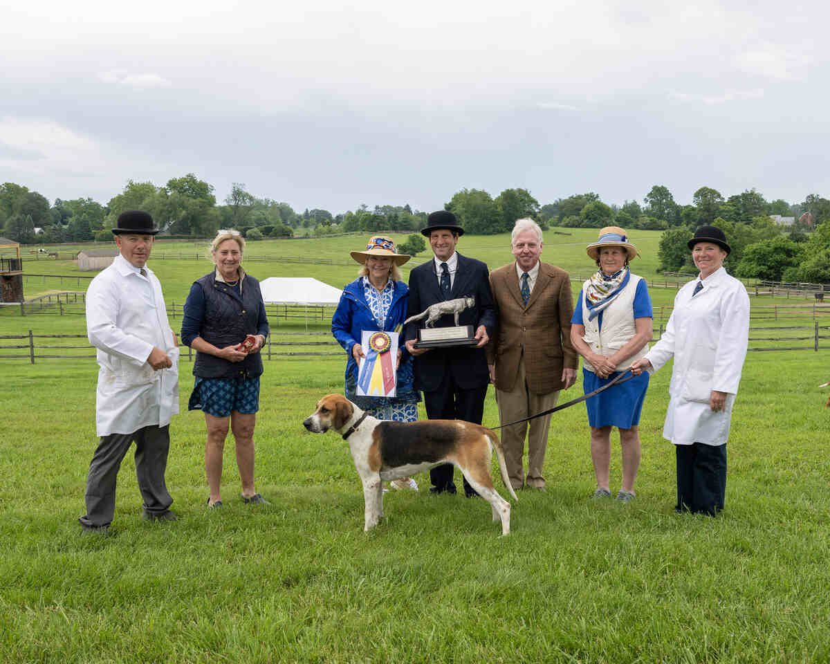 Hound standing with handlers and judges