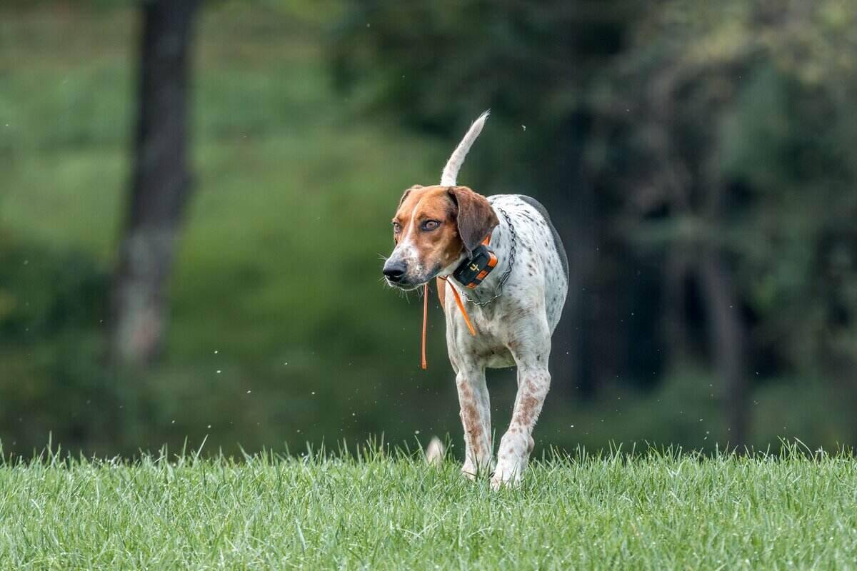 Hound walking in grass with what looks like orange string tied around neck