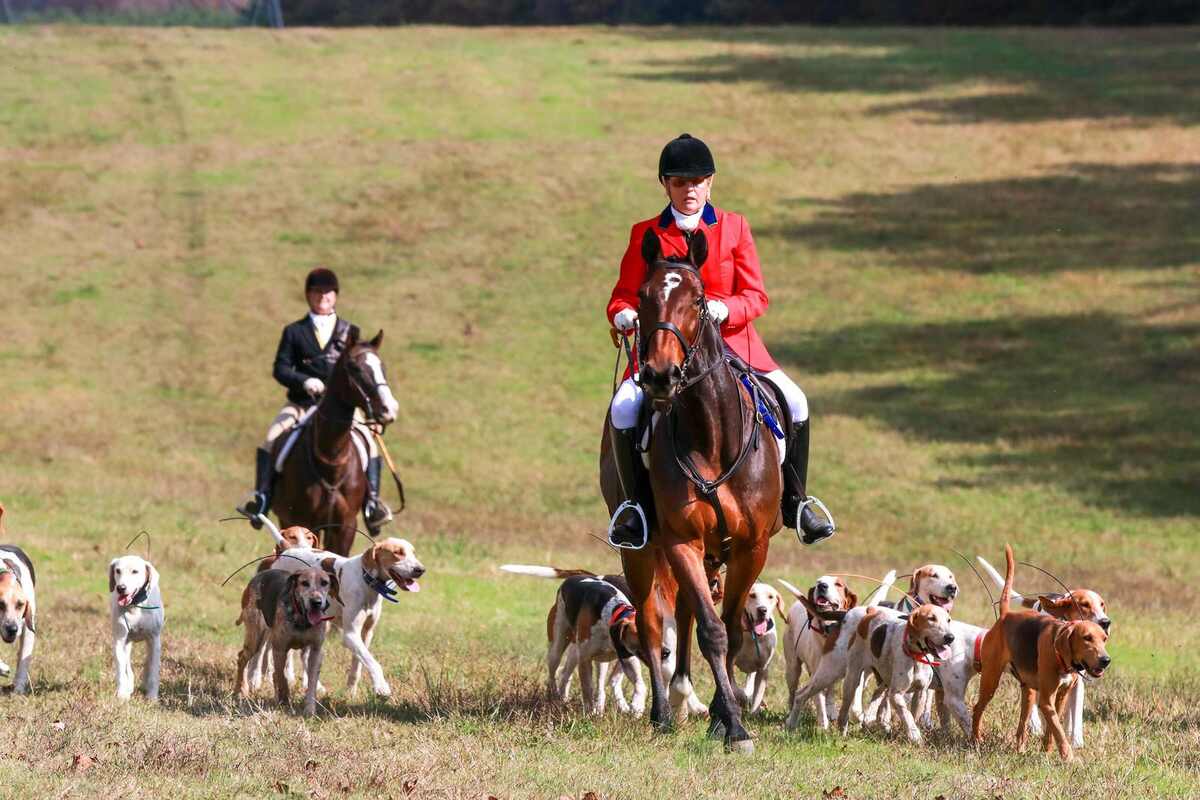 Two hunt riders with hounds