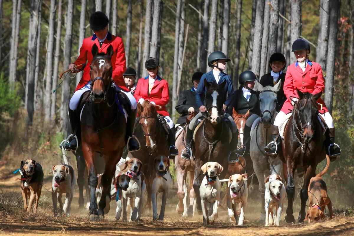 Hunt walking on road with hounds